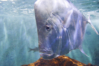 水族馆里的小鱼