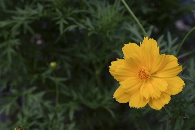 花园里有黄色的花