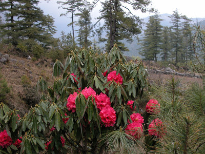 尼泊尔山区的野生杜鹃花