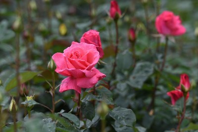 花后“玫瑰”
