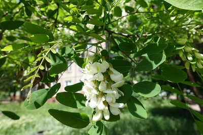 5月中旬开花的刺槐的细枝