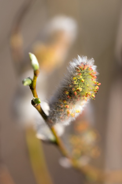 柳枝上有松软的芽