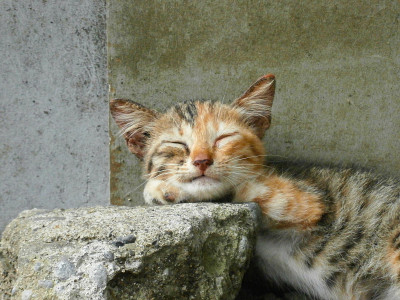 街猫睡觉