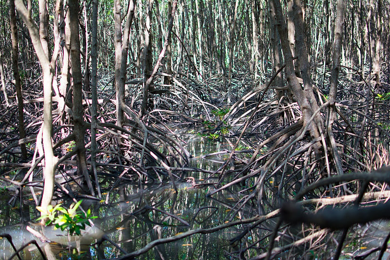 红树林根，高跷根或支柱根生长在淡水与海水和泥浆沉积物混合的地方