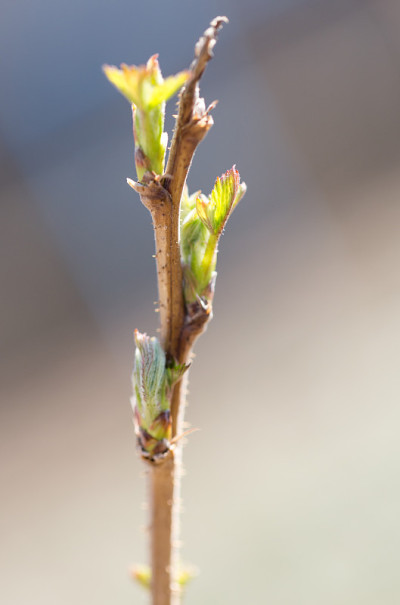 树莓上的幼芽