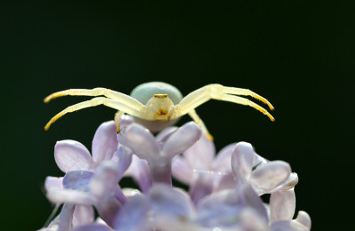 白蟹蛛(Misumena vatia)