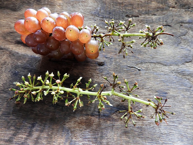 Grape9