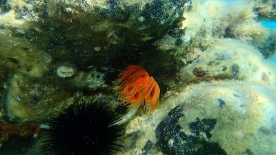 爱琴海海底多毛类(管状原尾藻)