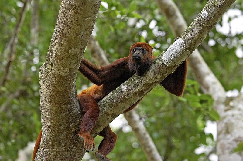 红吼猴，alouatta seniculus，成年站在树，洛斯利亚诺斯在委内瑞拉