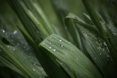 雨后
