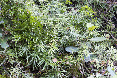 树林中的植物细节