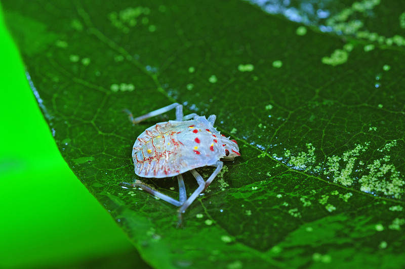 臭虫，一种昆虫