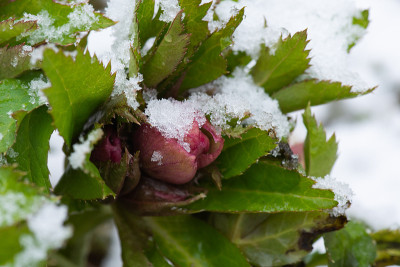 冬天嚏根草的蓓蕾被雪覆盖