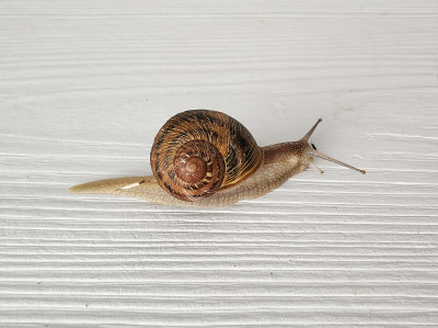 蜗牛