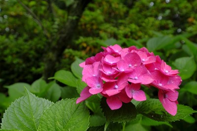 绣球花，Ukyo Ward，日本京都