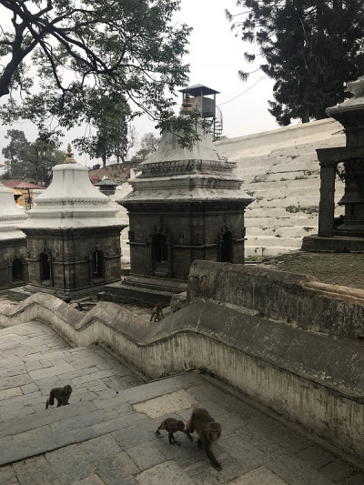 尼泊尔加德满都Pashupatinath寺庙里的猴子