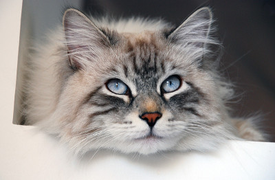 猫，毛茸茸的可爱宠物