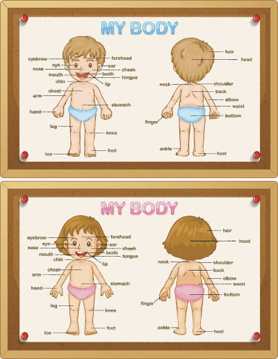 男孩和女孩的人体部分图
