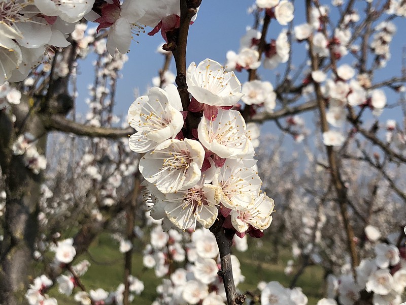 杏花开花