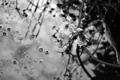 雏菊和水
