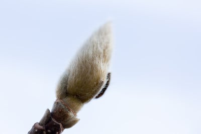 Magnolia她