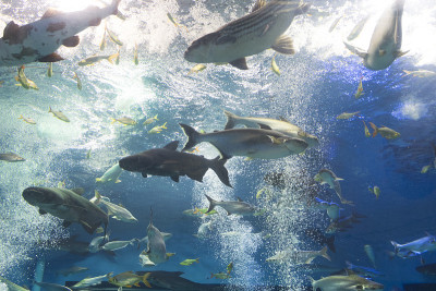彩虹鲨鱼，湄公河巨型苏琪鲶鱼，水族馆里的鲶鱼