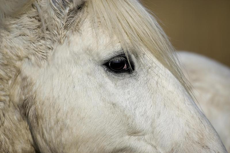 Camargue Horse, Close up of Eye, Saintes Maries de