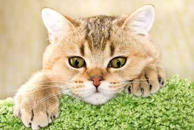 小猫