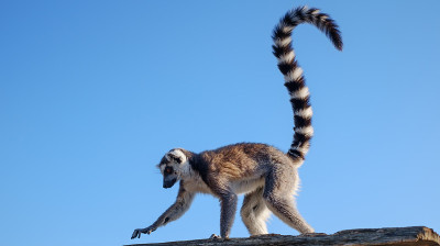 环尾狐猴