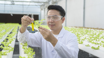 科学家工作在水培温室农场，清洁食品和食品科学概念
