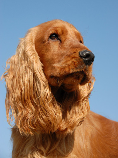 英国可卡犬的肖像