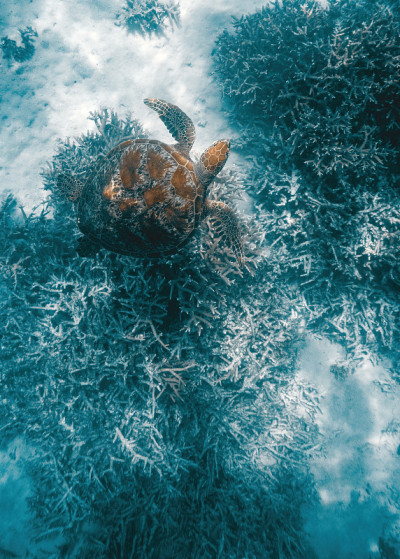 珊瑚花园中的海龟