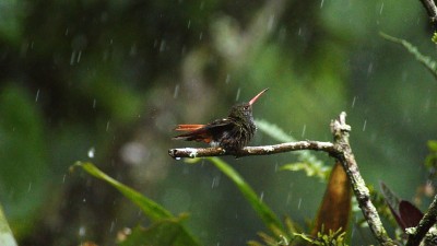 蜂鸟在雨中沐浴