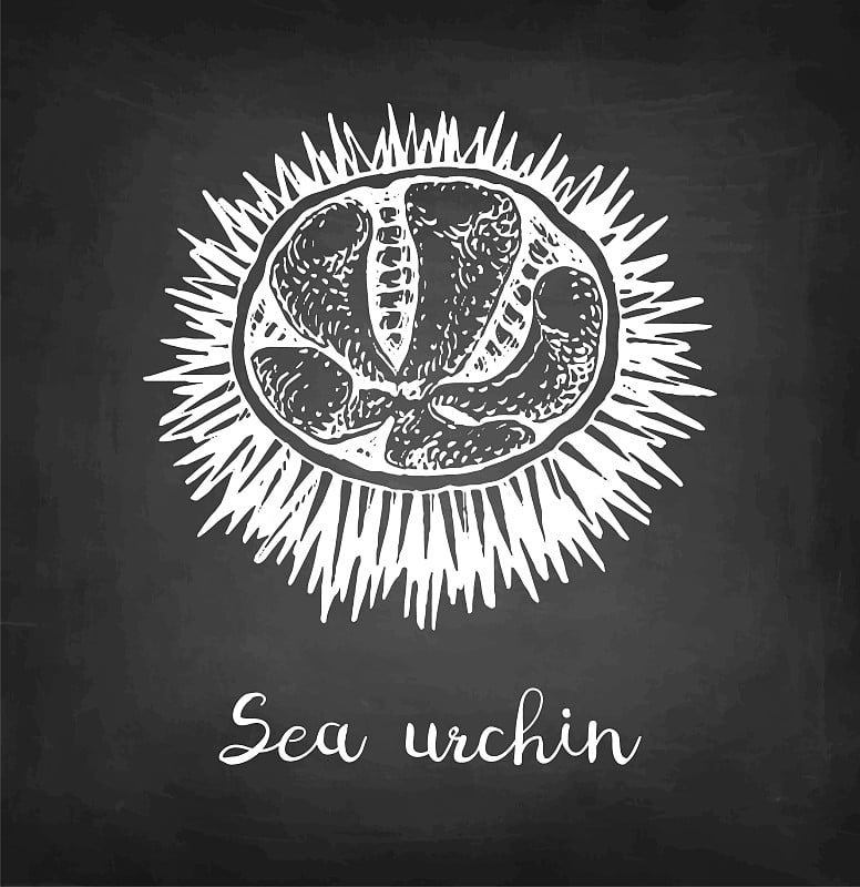 Chalk sketch of sea urchin.