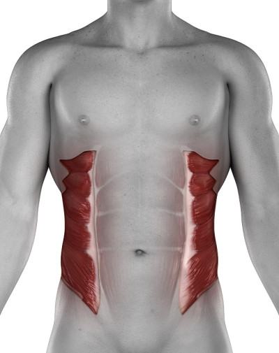 外斜男性肌肉解剖前视图孤立
