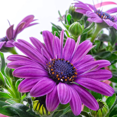 紫雏菊