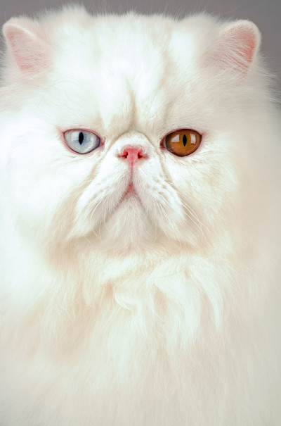 波斯猫