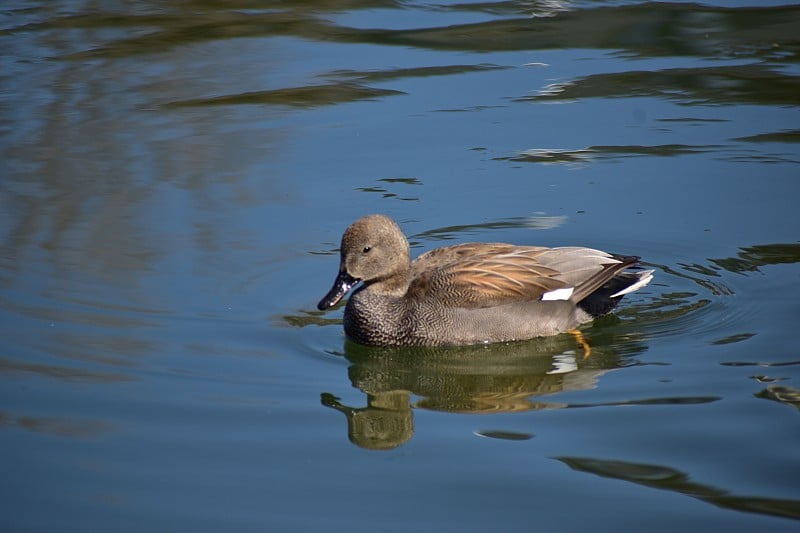 的画像gadwall