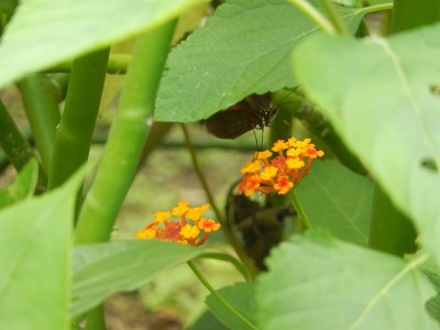 黑橙蝴蝶