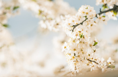樱桃李花