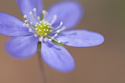 Hepatica Nobilis