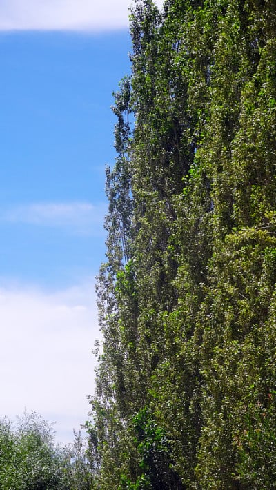 杨树