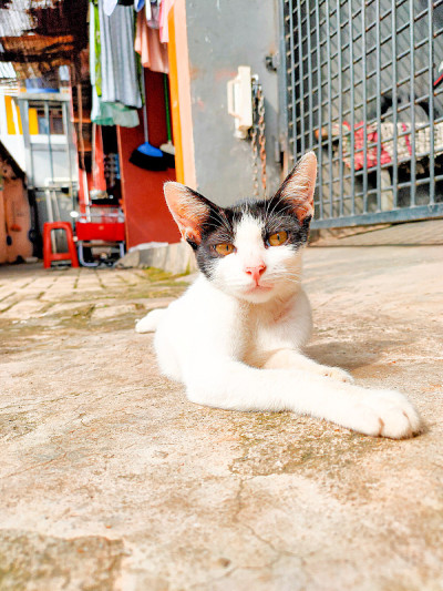 猫的姿势