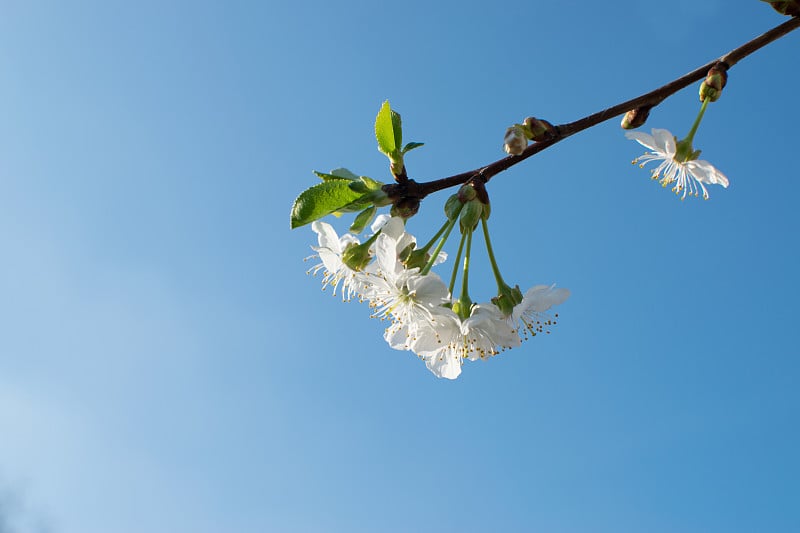 Beautiful Cherry Flowers in Spring Garden