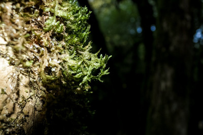 苔藓是一种寄生虫