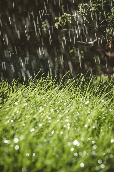 泼洒夏雨，绿草如茵，带着背光