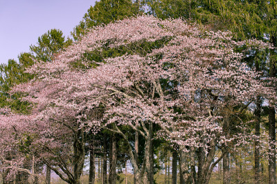 北海道飞高樱花盛开。