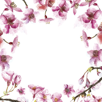 手绘樱花。