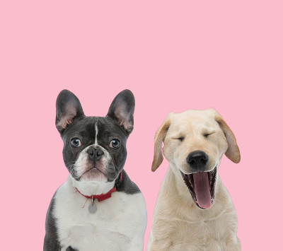 一队法国斗牛犬和拉布拉多寻回犬