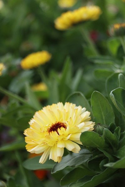 金盏花(金盏花)